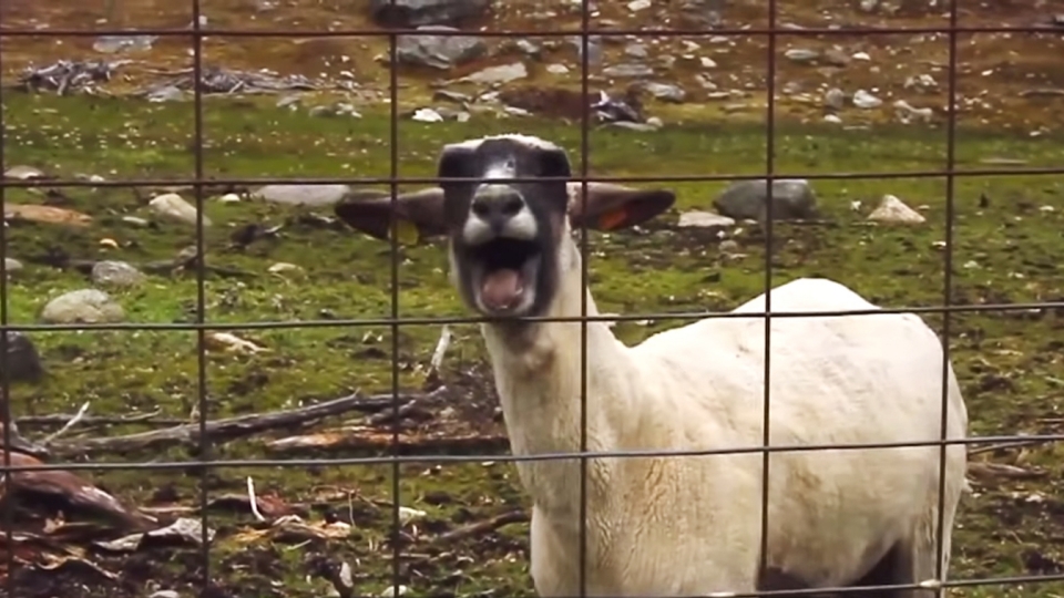 Screaming goat